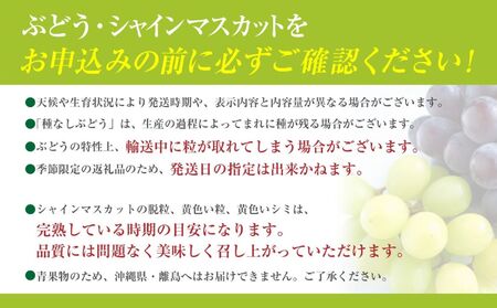 【2026年発送分 先行予約】 シャインマスカット 2.2kg以上（3～5房） 8月中旬以降発送予定 フルーツ 山梨県産 果物 シャイン マスカット ぶどう ブドウ 大粒 種なし 産地直送  富士川町 先行予約（A5307）
