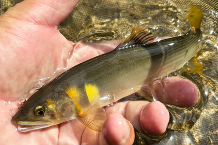 曽爾川で楽しむアユ入漁券 「解禁日当日 日券」との交換チケット 令和7年度に限りご利用可能 / アユ釣り 入漁券 曽爾川 鮎 アユ 