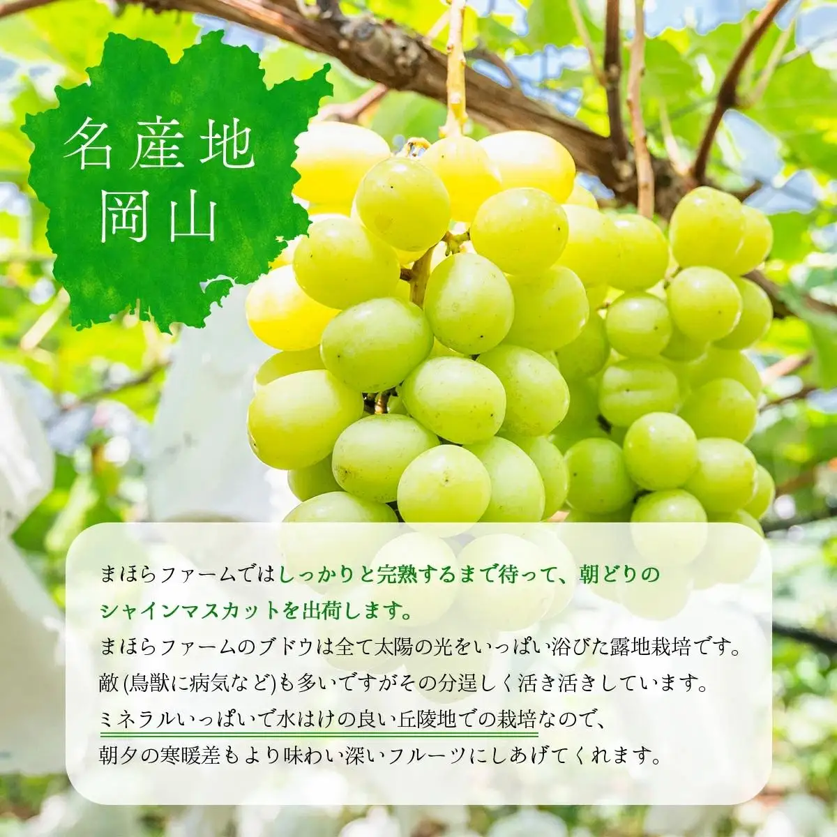 ＜2026年発送分 先行予約＞9月～10月発送シャインマスカット2kg箱【029-a012】