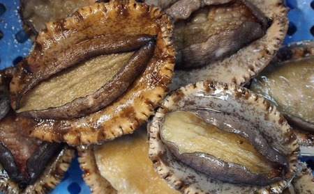 【花光】淡路島産天然アワビ（赤）大サイズ2個