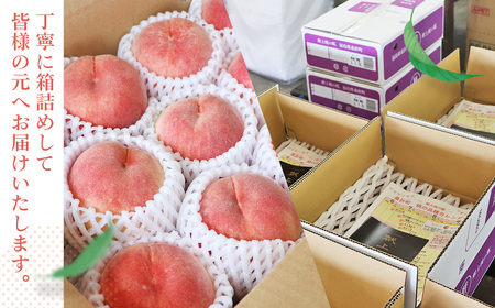 もも【2026年産7月発送／品種おまかせ】特秀3kg（8～11玉）桑折町振興公社 ／ もも モモ 果物 フルーツ 旬 甘い 甘み ジューシー 果肉 果汁 新鮮 フレッシュ デザート おいしい 産地直送 桑折 こおり こおりまち 福島県 特産品 No.232