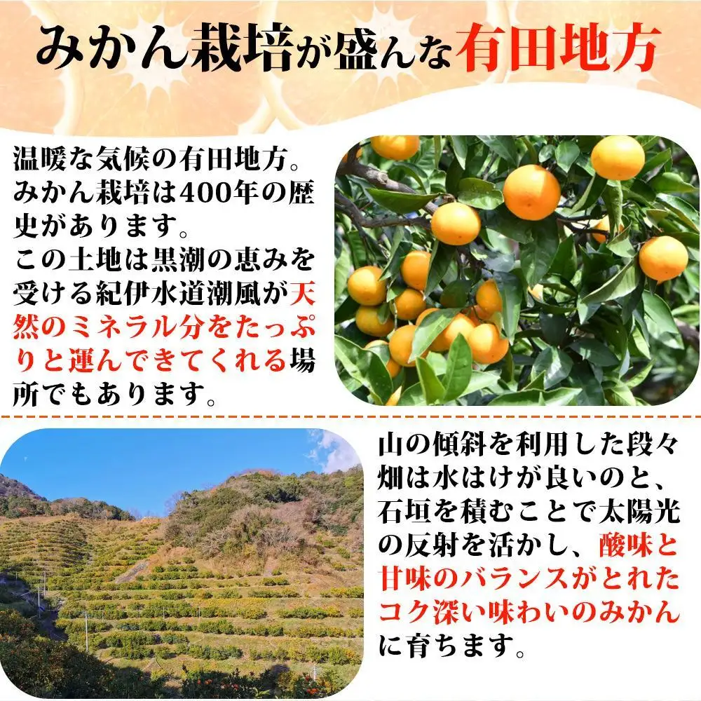 とにかくジューシー清見オレンジ 約2.5kg［2027年3月下旬以降発送］［先行予約］［UT131w］