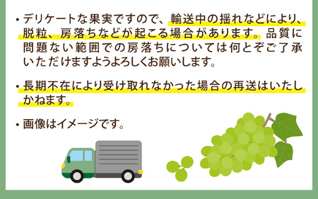 ぶどう (シャインマスカット) 約1kg (2房)｜ ぶどう 【2026年8月順次発送】
