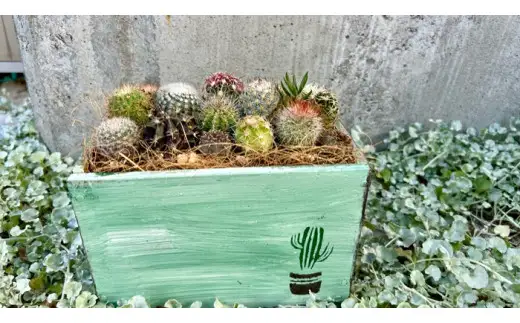 サボテンの寄せ植えアレンジ ／ aju succulent 植物 インテリア ガーデニング 15種 そのまま飾れる プレゼント ギフト 奈良県 葛城市【ajus010】