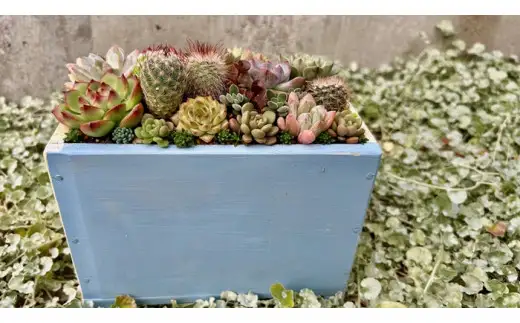 多肉植物の寄せ植えアレンジ ちびサボテン入り ／ aju succulent 植物 インテリア ガーデニング 15種 そのまま飾れる プレゼント ギフト 奈良県 葛城市【ajus011】