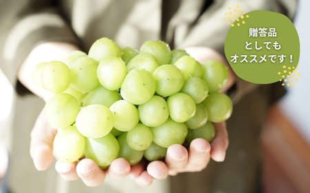 【先行予約】シャインマスカット 1房500g | シャインマスカット 新潟県 出雲崎町