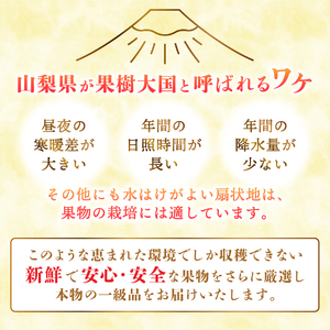 3回 厳選旬のフルーツ定期便 ミニマム（桃3玉・黒ぶどう1房・シャインマスカット1房）【2026年発送】定期便