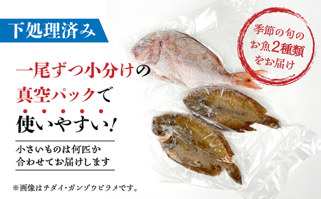 渥美魚市場の旬の鮮魚　おまかせ2種セット 下処理済み 魚セット 愛知県 田原市  鮮魚セット　鮮魚BOX