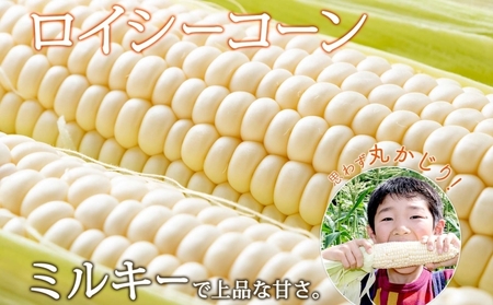 【 2026年 発送 】 北海道産 とうもろこし 2種 計12本 L-2L サイズ混合 味来 ロイシーコーン 食べ比べ セット 旬 朝採り 新鮮 トウモロコシ とうきび お取り寄せ 産地直送 野菜 しりべしや 送料無料 