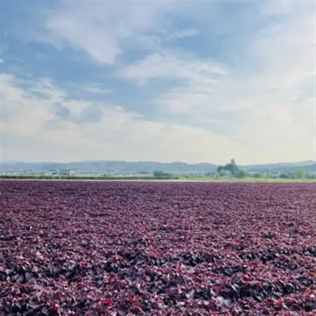 赤しそソルベ　70ml×6個入り_菓子・スイーツ アイス・ジェラート  _【配送不可地域：離島】【1575911】