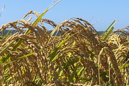 米 令和7年度産 特別栽培米 コシヒカリ 希夢良米 (きむらまい) 1升 (1.5kg)×真空3パック 計3升 (4.5kg) [木村農園 石川県 津幡町 tb17atf100006]