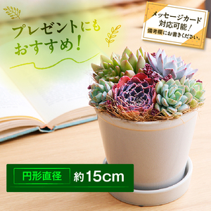 【佳花園】多肉植物のオリジナル寄せ植え[156K04]