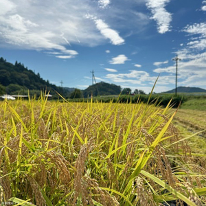 【 令和7年産】つやつや光るコシヒカリ 5kg 菊池農園｜茨城県 大子町 お米 白米 精米 産地直送（CL001-1）
