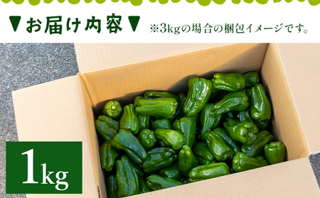 【先行受付】ピーマン 1kg【ピーマン ピーマン ピーマン ピーマン ピーマン】 im-0001