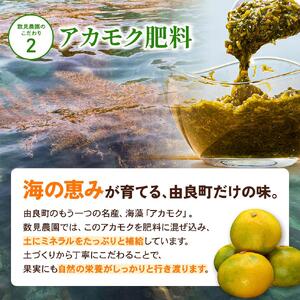 ゆら早生みかん 10kg ※2026年10月上旬頃～10月下旬頃に順次発送予定 ※沖縄・離島配送不可【kzmn003-r-10】