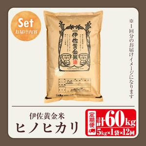 isa603 《数量限定・12回定期便》令和7年産 小北農場のお米 伊佐黄金米〈ヒノヒカリ〉(計60kg・5kg×1袋×12回) 鹿児島 伊佐 お米 特別栽培米 伊佐米 白米 ヒノヒカリ ひのひかり おにぎり ごはん 【小北農場】
