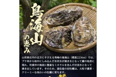 天然岩牡蠣 約2kg 6～9個入 殻付き 山形県遊佐町吹浦産 6月上旬～8月下旬頃お届け 冷蔵便 ※着日指定・離島（沖縄県を含む）発送不可 カキ かき 岩かき お取り寄せ 日本海 東北 庄内 鮮魚 新鮮 [1472]