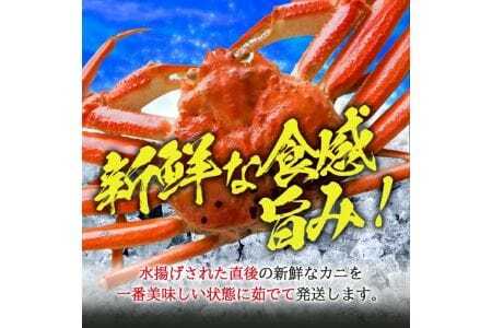 ボイル 本ズワイガニ 1匹 500g程度 遊佐沖 10月中旬～12月下旬頃お届け 冷蔵便 ※着日指定・離島（沖縄県を含む）発送不可 東北 山形県 遊佐町 庄内地方 日本海 カニ 蟹 海産物 シーフード 海鮮 新鮮 まるごと ボイル 焼き 期間限定 お取り寄せ ゆで 茹で [974]