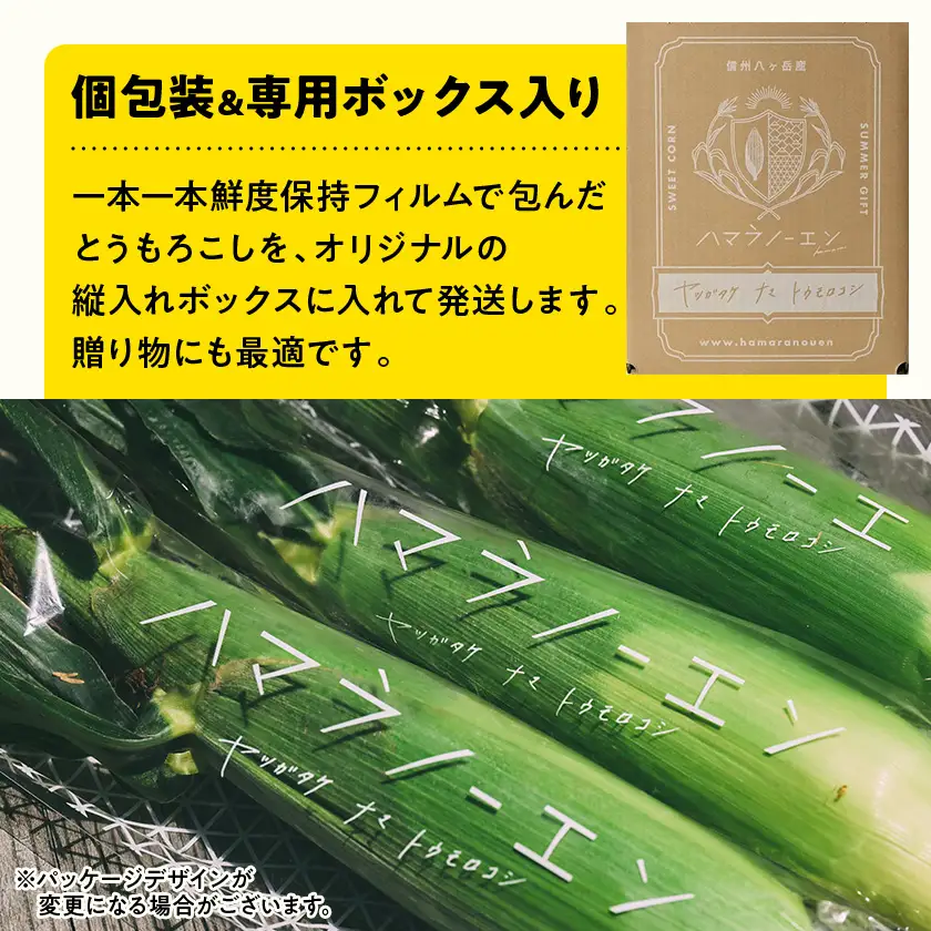 　【先行予約】朝採れ 八ヶ岳生とうもろこし 10本〈2026年7月下旬～9月下旬発送予定〉_野菜 とうもろこし  トウモロコシ_【配送不可地域：離島】【1574950】