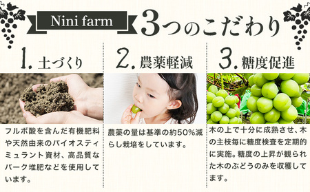 【2026年発送】シャインマスカット ご家庭用 農家こだわりの シャインマスカット  約1.2kg  Nini farm 