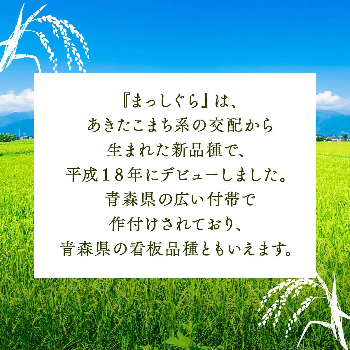 【令和7年産】瀬川農場まっしぐら 精米5kg【ご飯 ごはん 米 こめ お米 弁当 精米 一等米 国産米 県産米 ブランド米 おにぎり 国産 青森県 七戸町】【02402-0333】