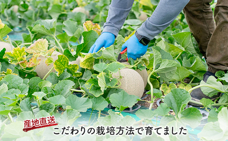 【2026年夏発送】北海道 富良野産 青肉メロン 1玉 1.4kg～1.8kg ふらの メロン ギフト 果物 青玉(榎本農園) メロン キングメルティ フルーツ 果物 新鮮 甘い 贈り物 ギフト 道産 ジューシー おやつ ふらの ブランド 夏