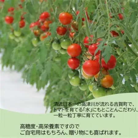 高糖度フルーツトマト「tricho(トリコ)」120g×6パックセット【配送不可地域：離島】【1577635】