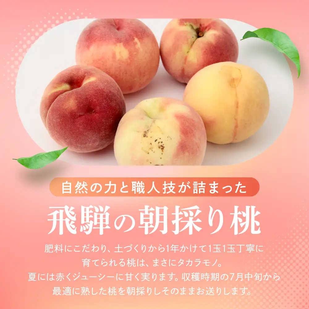 【ふるなび限定】訳あり 桃 飛騨の桃（4-8玉）FN-Limited-PR