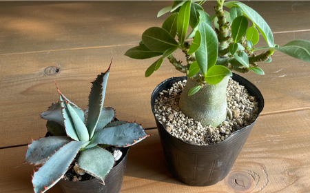 アデニウム アラビカム ＆ アガベ グアダラハラナ Adenium arabicum ＆ Agave guadalajarana 各1株 長与町/アグリューム[EAI210] 