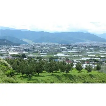 【2026年発送】フルーツ王国　信州中野産　さくらんぼ　高砂　約500g(約100g×5パック)【配送不可地域：離島】【1577326】