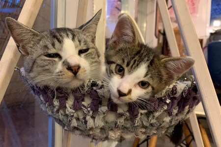 猫 ハンモック ねこいとハンモック 1段タイプ [ねこいとハンモックpama 石川県 中能登町 27ao0013]