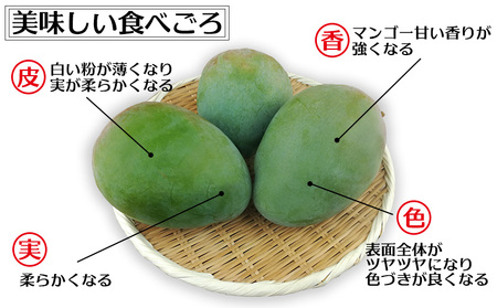 【2026年発送】大宜味村キーツマンゴー約2kg【数量限定】