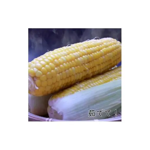 《2026年発送》朝採り とうもろこし スイートコーン「恵味スター」5kg（10～13本） ／ とうもろこし トウモロコシ コーン スイートコーン 恵味スター 5kg 産地直送 産直 送料無料