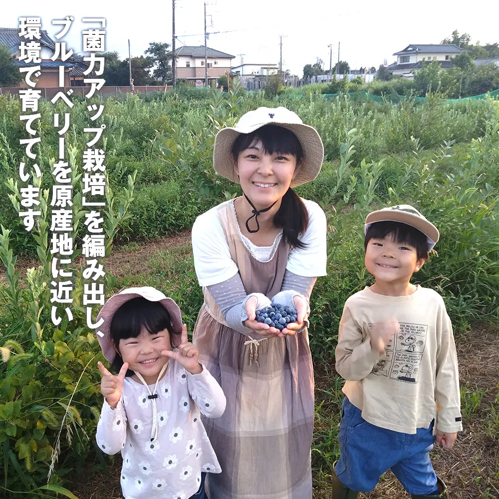冷凍ブルーベリー 2kg 農薬・化学肥料不使用 ／ ブルーベリー フルーツ 完熟 大粒 冷凍 果物 国産 産地直送 無添加 スイーツ ヨーグルト トッピング ジャム スムージー おやつ 旬 千葉県 No.322