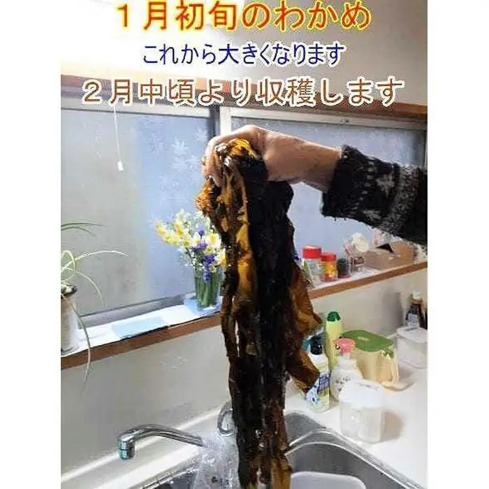 紀州衣奈産乾燥わかめ 約150g×5パック（2026年産） ［SL46］