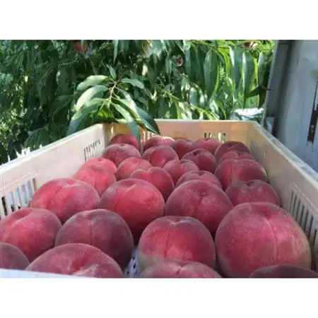 人気ゴールデン番組で話題沸騰!桃通が好む硬甘桃お試し約1kg8月中旬より発送【配送不可地域：離島・北海道・沖縄県・中国・四国・九州】【1410779】