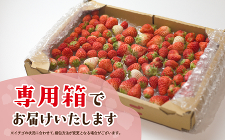 訳ありいちご 約2kg 250g×8P ジャム用 苺