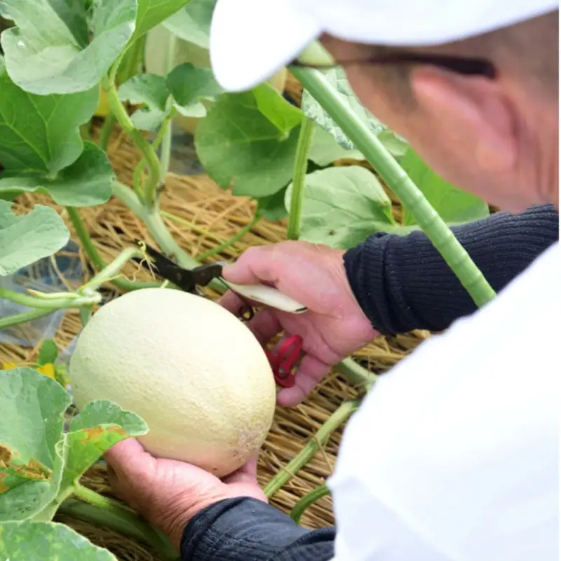 【先行予約】 年間生産量200玉の最上級メロン「新芳露-幻-」（2026年7月下旬～発送） メロン 高級メロン ギフト プレゼント お祝い 桐箱入 贈答用メロン 高級フルーツ 丹後 京都 京丹後 厳選 ふるさと納税 ギフト