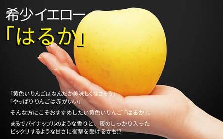 《先行予約2026年度発送》 りんご はるか 2kg(5～8玉) 秀品 果物 フルーツ FSY-1391