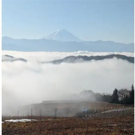 【2026年発送】10月上旬より発送「牧丘天空の丘マイハート」約1kg(2～3房)【配送不可地域：離島】【1579851】