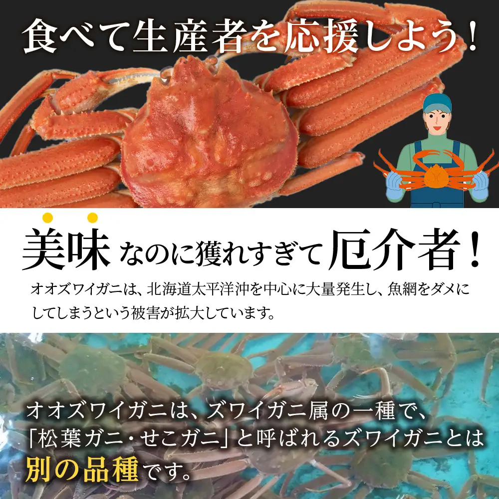 北海道産 オオズワイガニ＜特大＞500g×2尾〈小田切水産〉 AM164