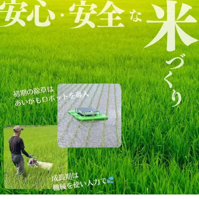 令和7年産 今野農園 ゆめぴりか 玄米 5kg 【ピリカ(株)】 化学肥料不使用 米 お米 北海道米 特Aランク 国産 コメ 2025年産 北海道 比布町 ぴっぷ 1012-007