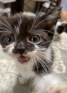 【10,000円】保護猫活動支援～望まれず生まれる命を無くし、行き場を失った猫たちの幸せ探し～
