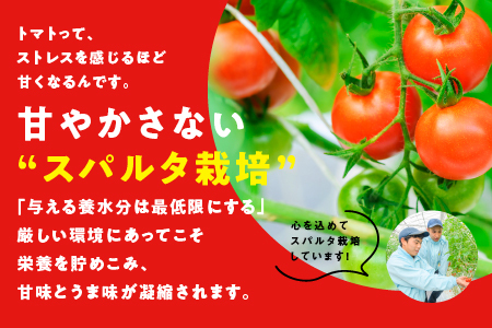 スパルタ生まれの笑ちゃんのトマトジュース 500g×12本  笑ちゃん トマトジュース ジュース 野菜ジュース トマトジュース ミニトマト フルーツトマト トマト 食塩不使用 GC-32