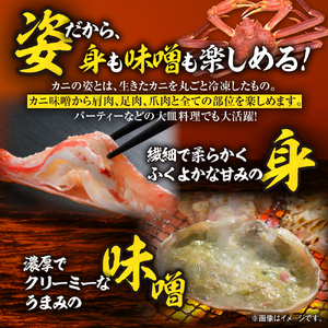 【茹でたて瞬間冷凍】ズワイガニ 650g前後×2尾 ズワイ