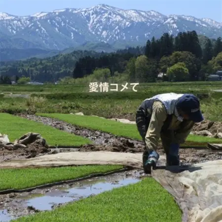 令和7年産 コンクール受賞農家直送 山形県産つや姫10kg【浦田農園 むすび米】_ 精米 米    つや姫 米 _【1580609】