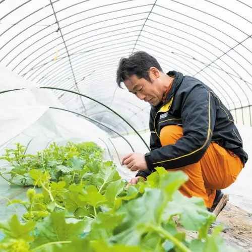 【先行予約】メロン タカミメロン 秀品 1箱 2玉 八千代町産