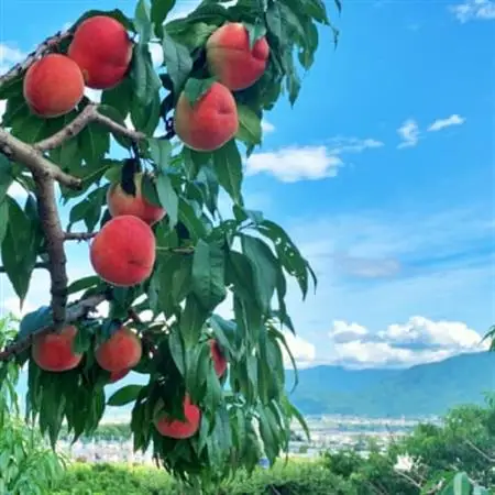 【2026年発送】山梨県山梨市産　旬の採れたて高糖度桃　約5kg(13～20玉)【配送不可地域：離島・沖縄県】【1572402】