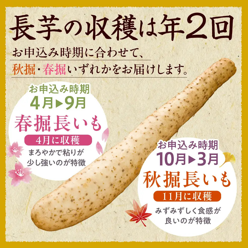 北海道十勝芽室町 ファーム・ミリオンの長芋【土付き】　10㎏　長芋 長いも  とろろ 芋 北海道 十勝 芽室町 送料無料 お取り寄せ me016-013c