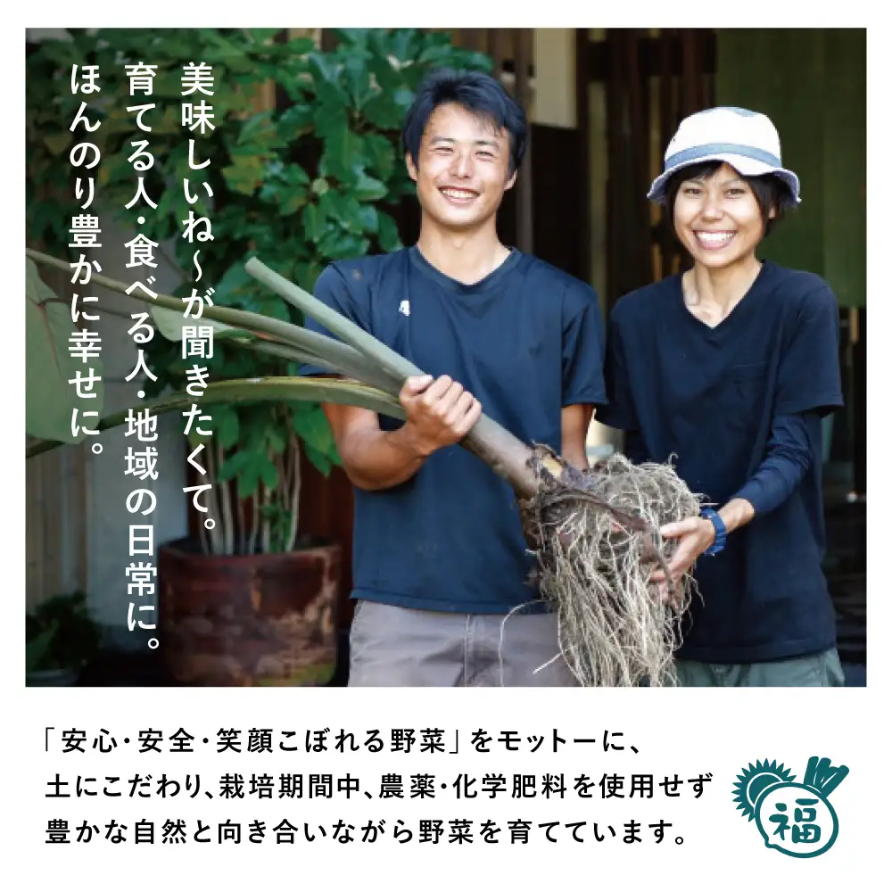 【鹿児島県南さつま市産】福元農園 旬のお野菜 おまかせセット 1箱（5～8品目）